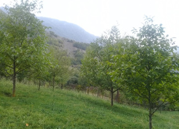 İndi alın, bazara görə qiymət qalxacaq! Lahıcda (İsmayıllı