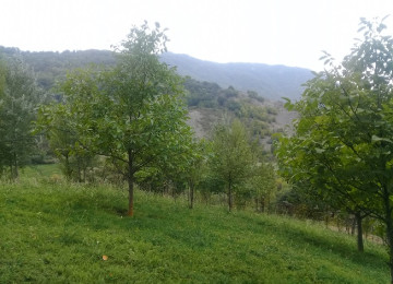 İndi alın, bazara görə qiymət qalxacaq! Lahıcda (İsmayıllı