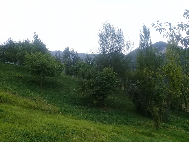 İndi alın, bazara uyğun qiymət qalxacaq. Lahıcda (İsmayıllı