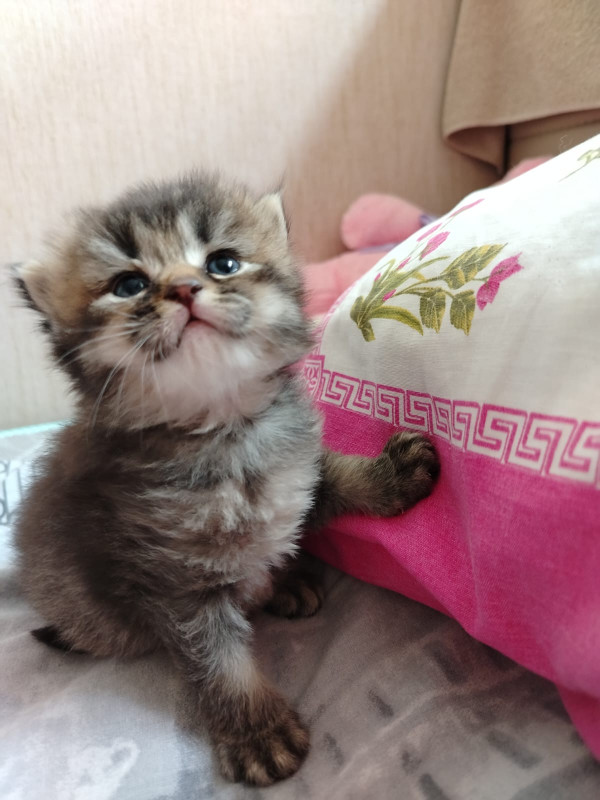 Şinşila pişik balası satılır, real alıcıya endirim olacaq