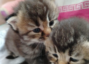 Şinşila pişik balası satılır, real alıcıya endirim olacaq