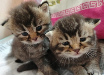 Şinşila pişik balası satılır, real alıcıya endirim olacaq