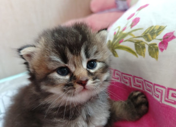 Şinşila pişik balası satılır, real alıcıya endirim olacaq