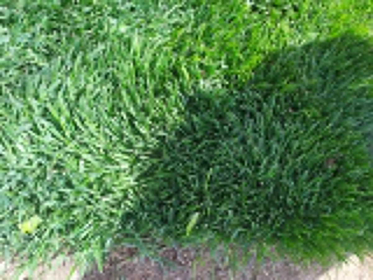 Qazon satisi eni yarpaq danimarka sortu ile ekilib super