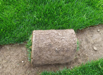 Qazon satisi eni yarpaq danimarka sortu ile ekilib super