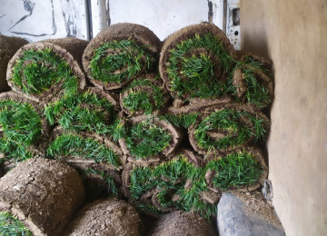 Qazon satisi eni yarpaq danimarka sortu ile ekilib super