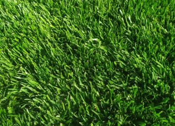 Qazon satisi eni yarpaq danimarka sortu ile ekilib super