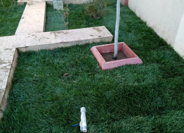 Qazon satisi eni yarpaq danimarka sortu ile ekilib super