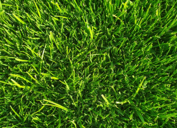 Qazon satisi eni yarpaq danimarka sortu ile ekilib super