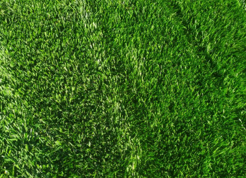 Qazon satisi eni yarpaq danimarka sortu ile ekilib super