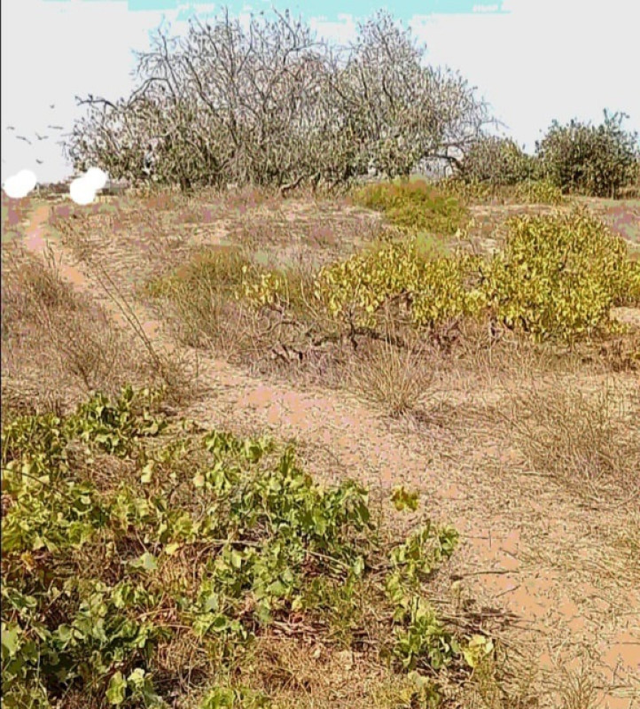 Sabunçu ,Ləhiş bagları Nardaran, daş karxanasından aşagı, 15 ci dalan, Seabreezz
