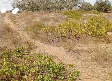 Nardaran, daş karxanasından aşagı, 15 ci dalan, Seabreezz