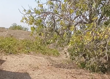 Nardaran, daş karxanasından aşagı, 15 ci dalan, Seabreezz