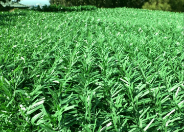 Yaşıl hasar -setka qazon. Türkiyədən idxal olunur,əla növ