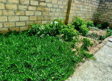 Xarice kocduyume gore tecili satiram . Wamaxinkaya 5