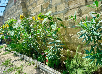 Xarice kocduyume gore tecili satiram . Wamaxinkaya 5