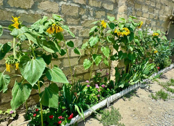 Xarice kocduyume gore tecili satiram . Wamaxinkaya 5