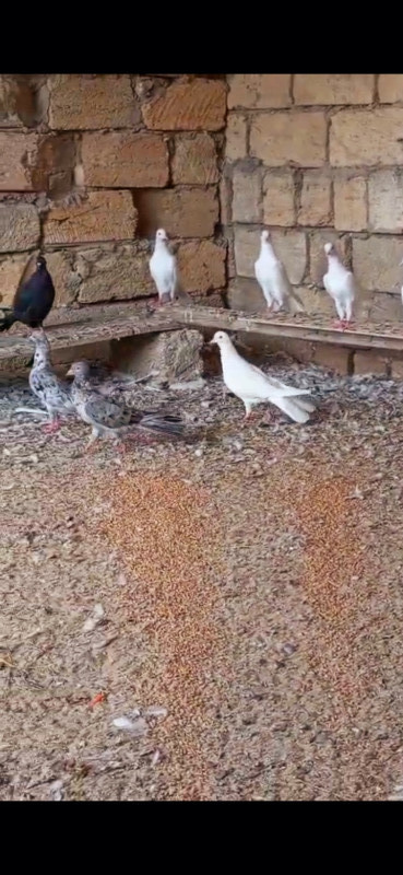 Her reng quş var.Qiymet goyercine gore deyisir.Bakidadirlar