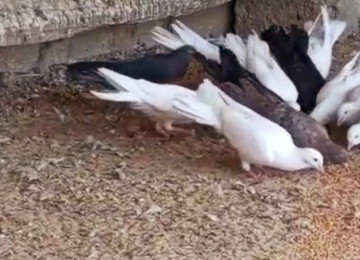 Her reng quş var.Qiymet goyercine gore deyisir.Bakidadirlar