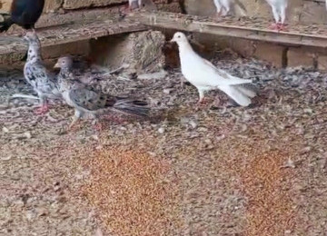 Her reng quş var.Qiymet goyercine gore deyisir.Bakidadirlar