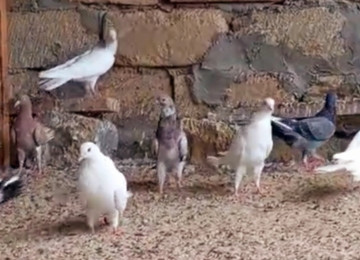 Her reng quş var.Qiymet goyercine gore deyisir.Bakidadirlar