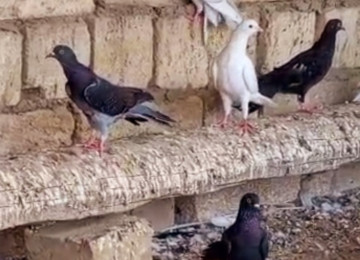 Her reng quş var.Qiymet goyercine gore deyisir.Bakidadirlar