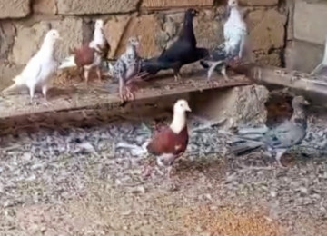 Her reng quş var.Qiymet goyercine gore deyisir.Bakidadirlar