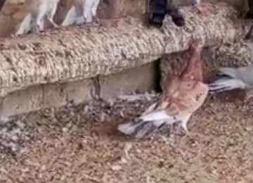 Her reng quş var.Qiymet goyercine gore deyisir.Bakidadirlar