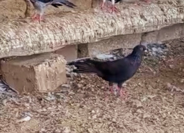 Her reng quş var.Qiymet goyercine gore deyisir.Bakidadirlar