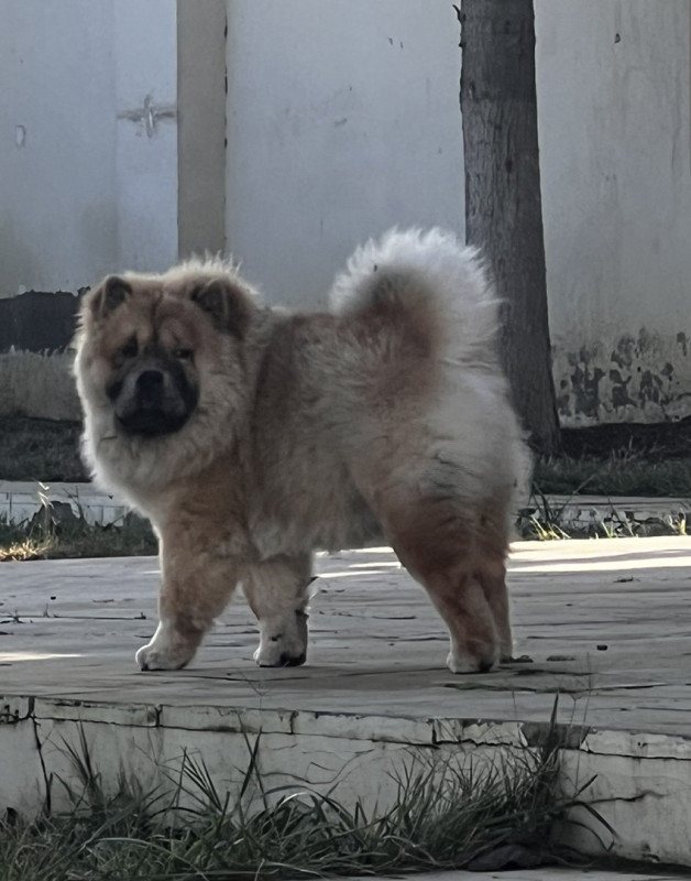 7 aylıq erkək Chow Chow satılır / yaxşı evə verilir.