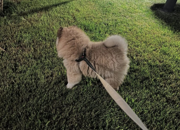 7 aylıq erkək Chow Chow satılır / yaxşı evə verilir.