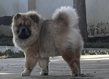 7 aylıq erkək Chow Chow satılır / yaxşı evə verilir.