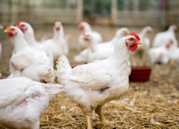 Halal Kənd toyuğu dadında Ünvan:Müşviqabad Ünvandan götürmə