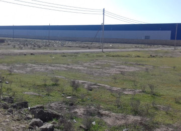 Binə yaxınlığında, Abşeron rayon, Donuzkökəltmə sovxozu